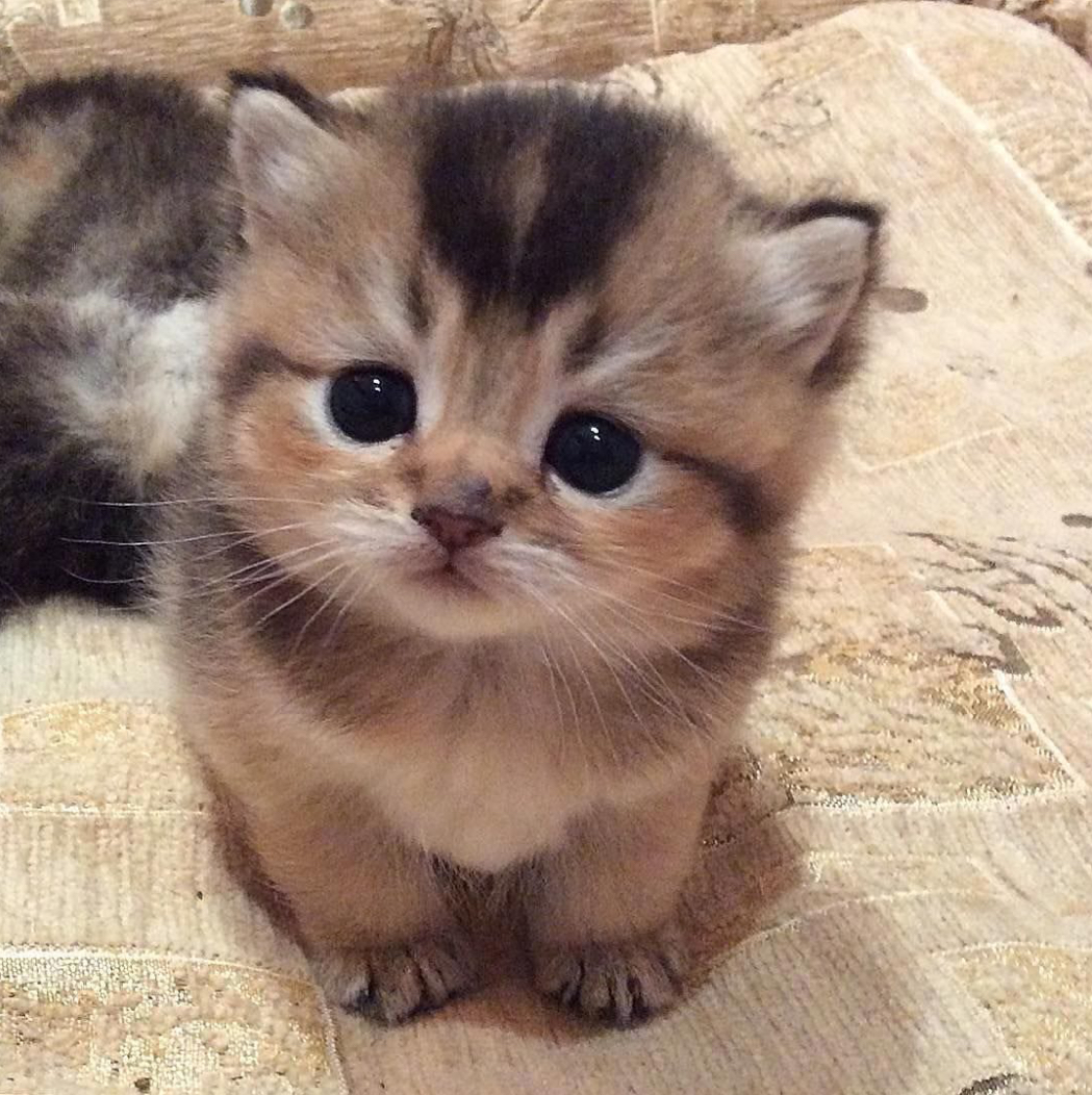 My cat